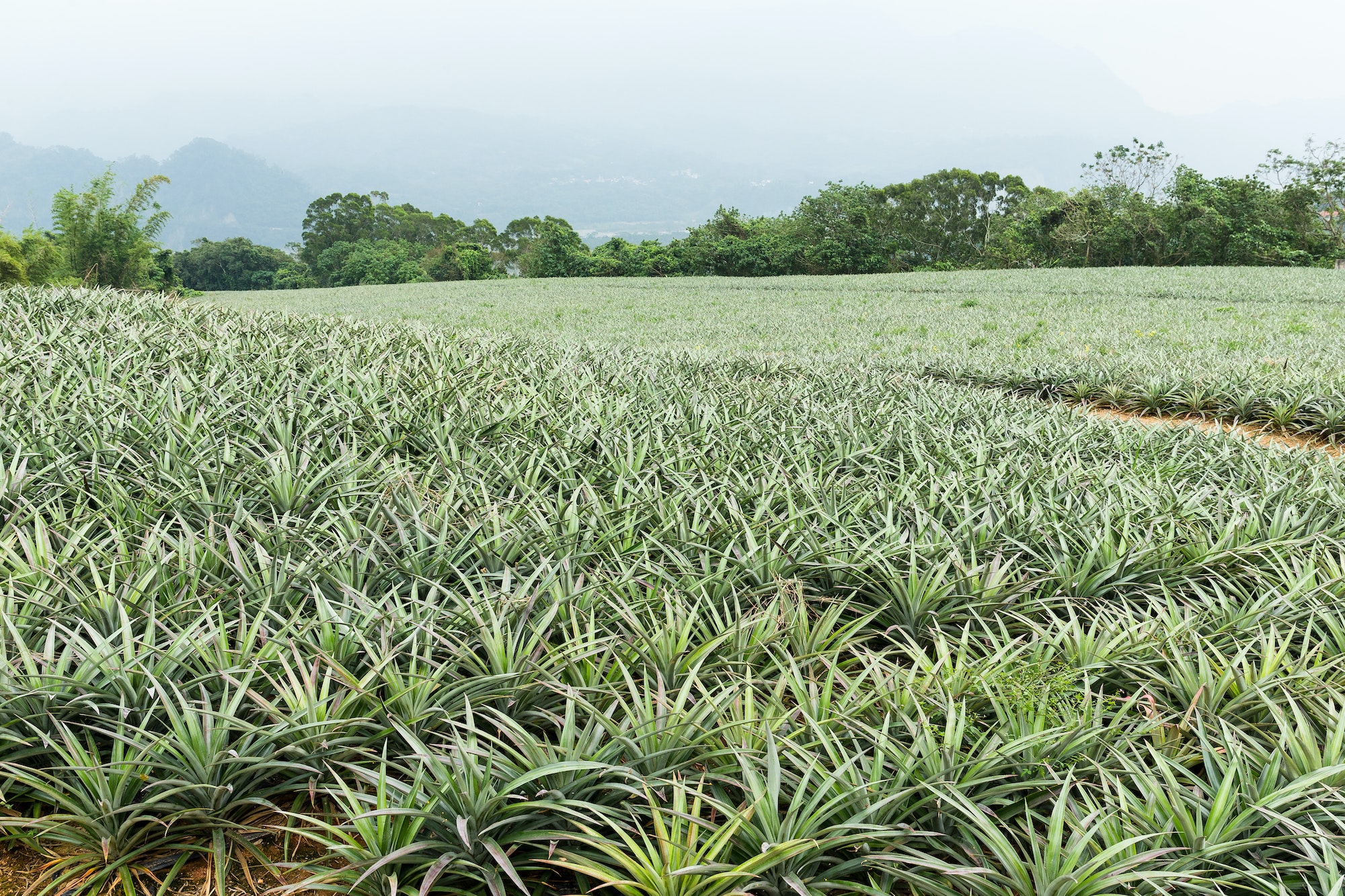 Cultivation of pine apple